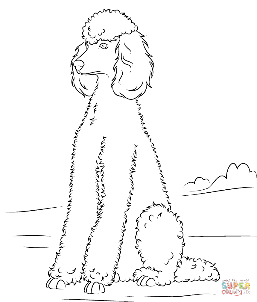 Standard, Miniature and Toy Poodles Coloring page | Free Printable ...