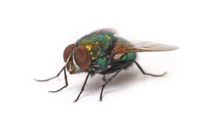Flies and Water Bags - HowStuffWorks