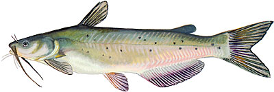 Channel Catfish - Bass Fishing Florida