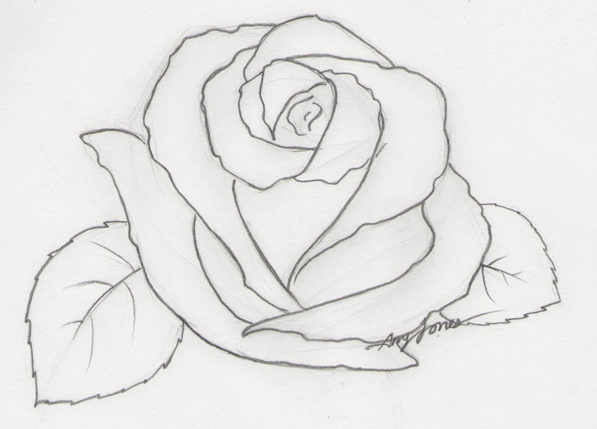 Rose Drawings In Pencil, Size: 1916x1376 #58133 | AmazingPict.com