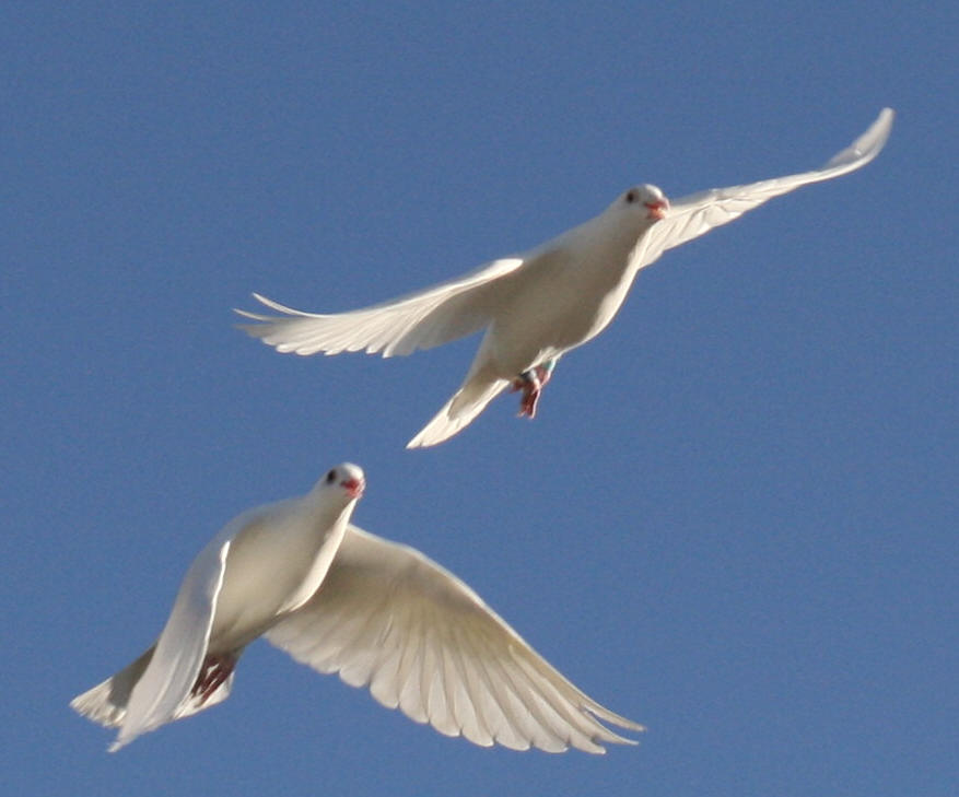 All About Doves, Release Doves, Pigeons and white dove ceremonies ...