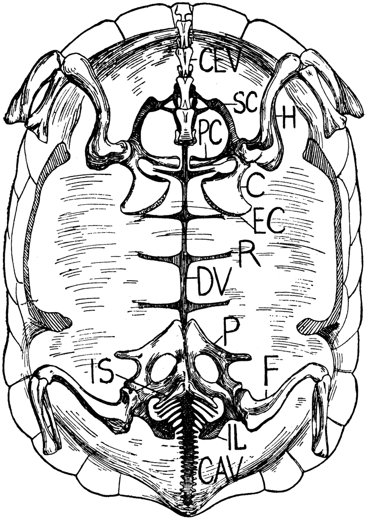 Tortoise Skeleton | ClipArt ETC