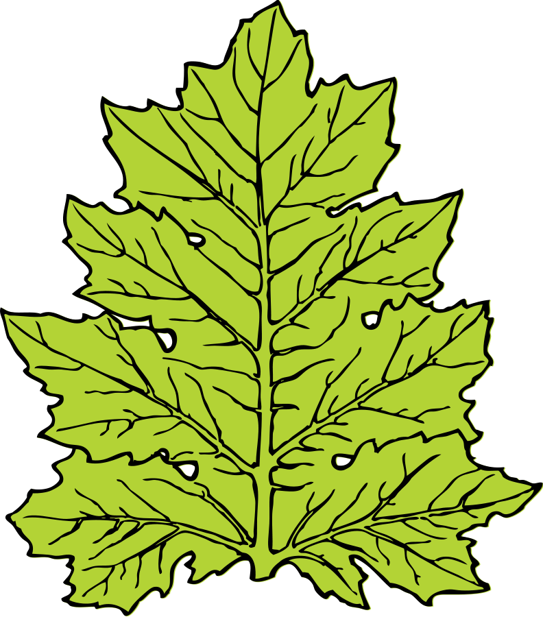 Acanthus leaf large 900pixel clipart, Acanthus leaf design ...