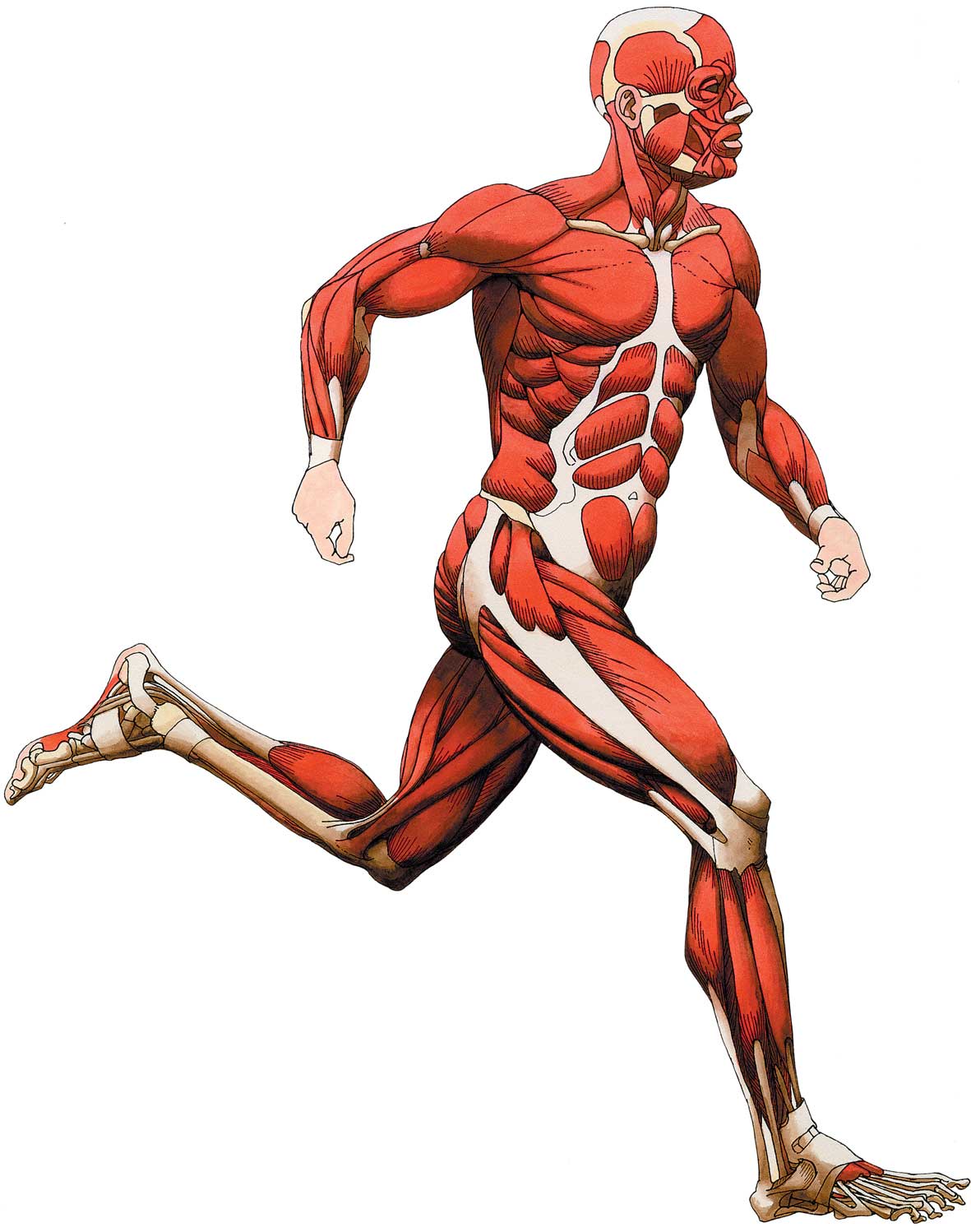 Skeletal Muscle Clip Art - ClipArt Best