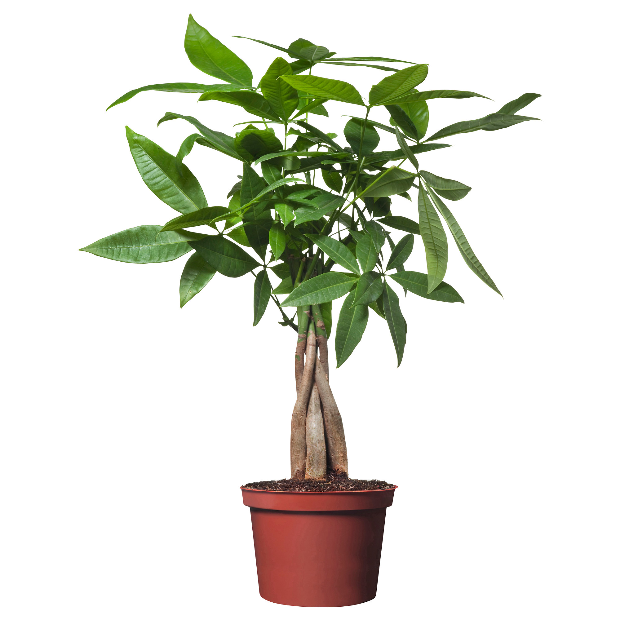 PACHIRA AQUATICA Potted plant - IKEA