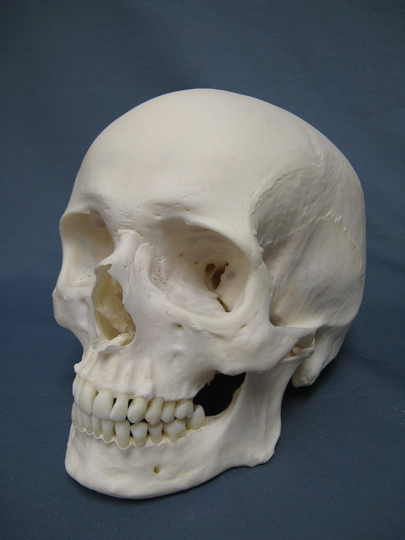 Screaming skull - Wikipedia, the free encyclopedia
