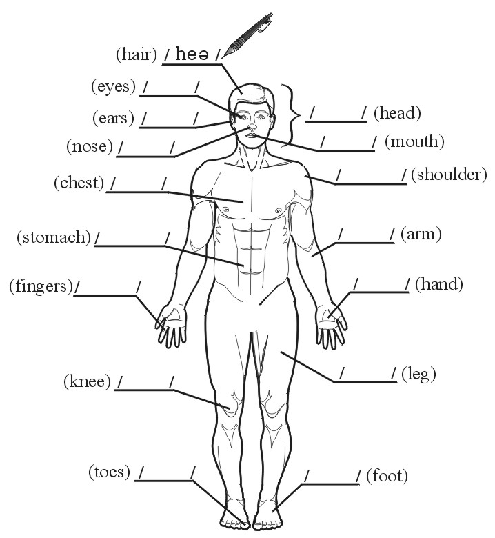 Fun Test: Name the Parts of the Body in Your Language! - Education ...