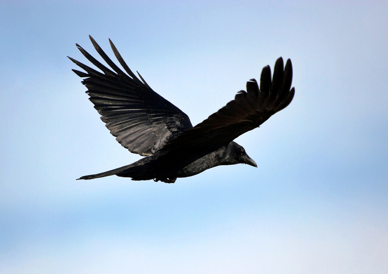 Photographing Birds | Animal Photography Tips