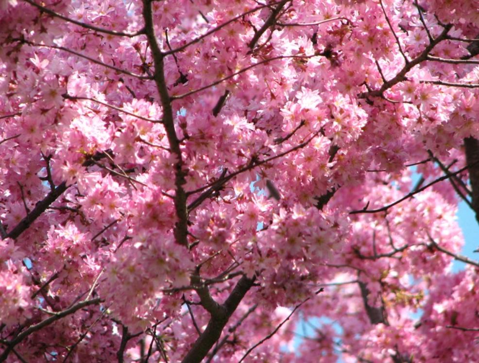 Cherry Blossom in New Jersey