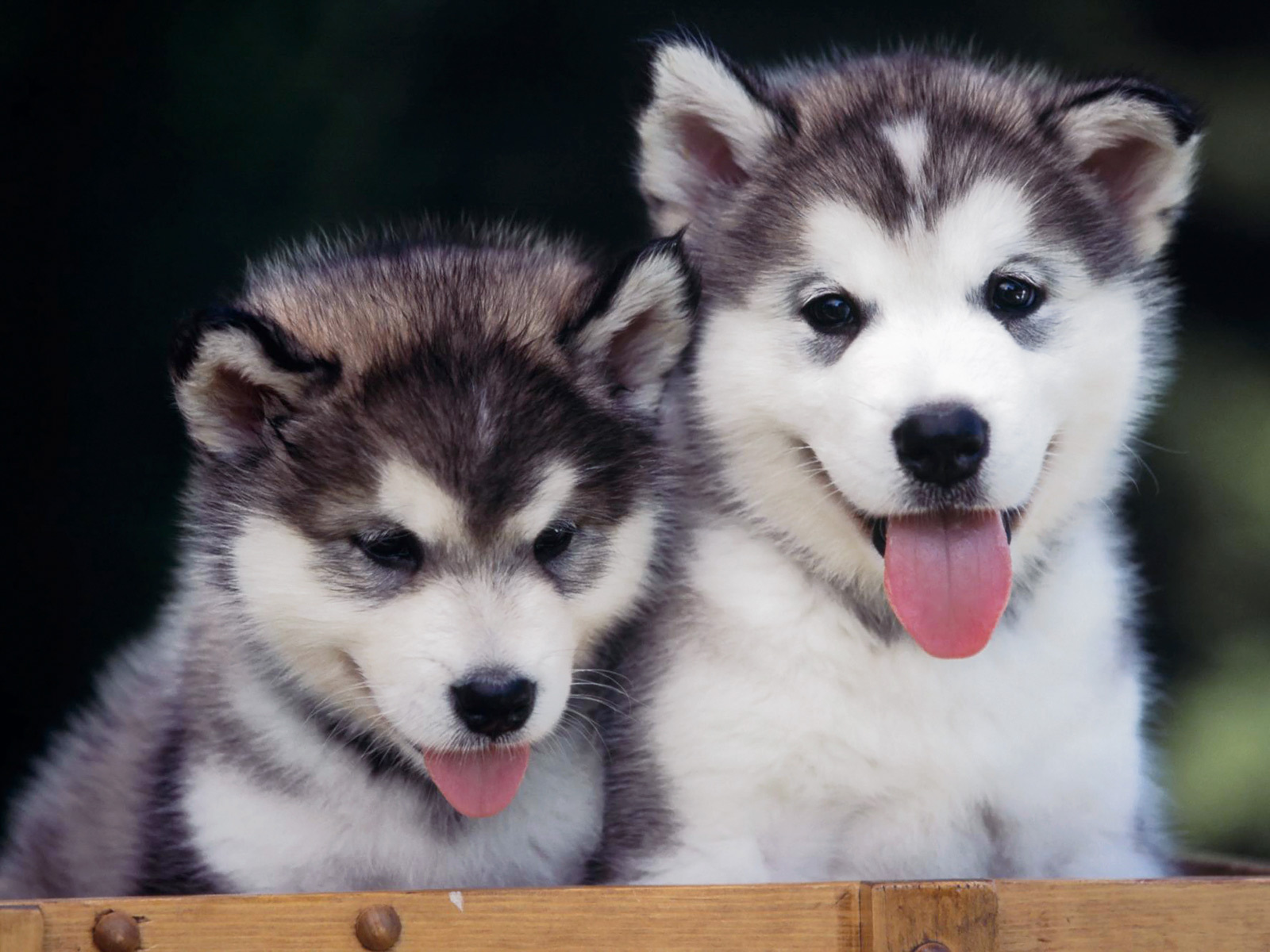 Puppies ♥ - Puppies Wallpaper (10290362) - Fanpop