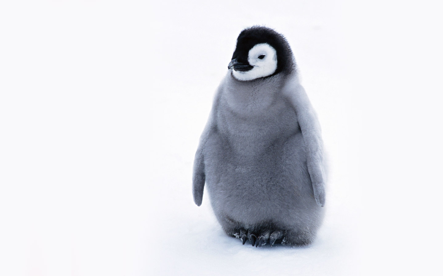 FunMozar – Baby Penguin
