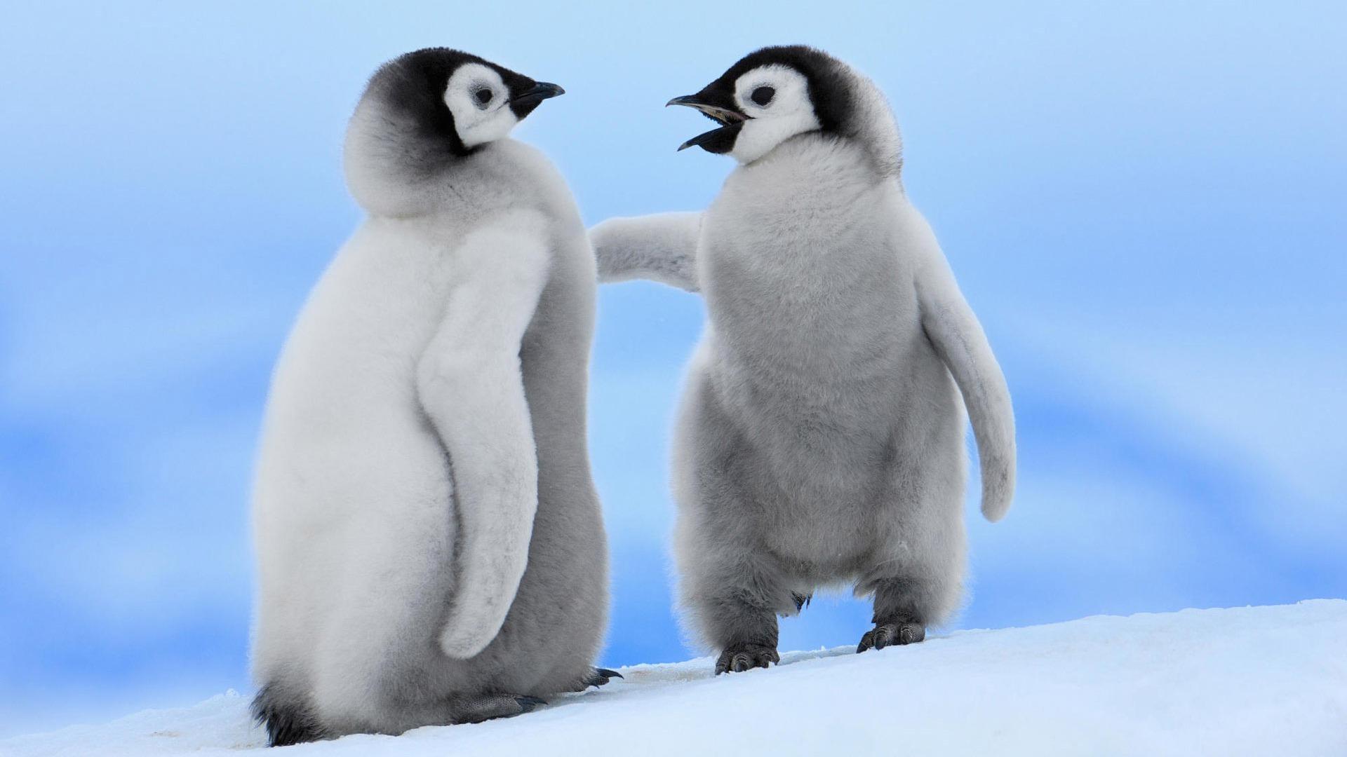 lets post penguins and pos rep it - Page 2 - Miscellaneous ...