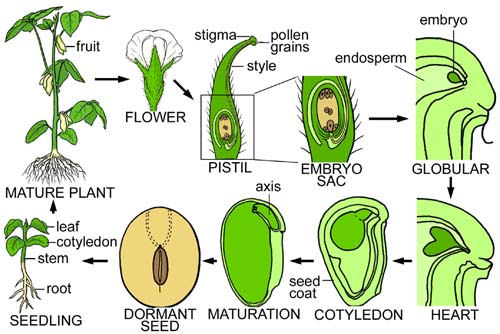 Clip Art Soybean - Cliparts.co