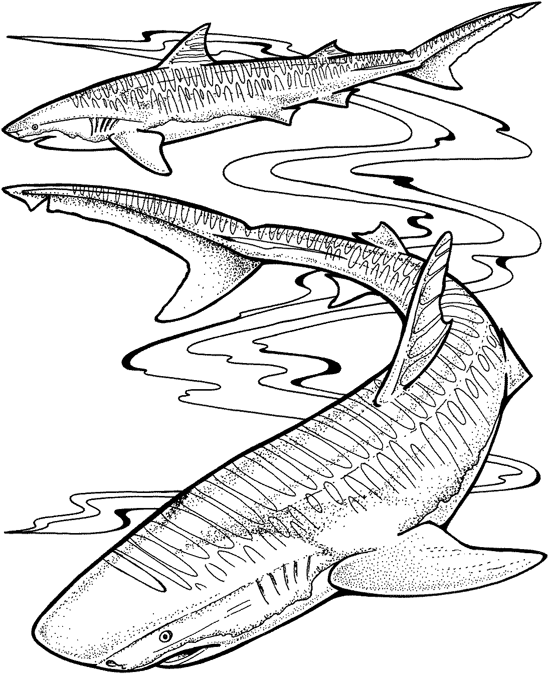 shark-29.gif