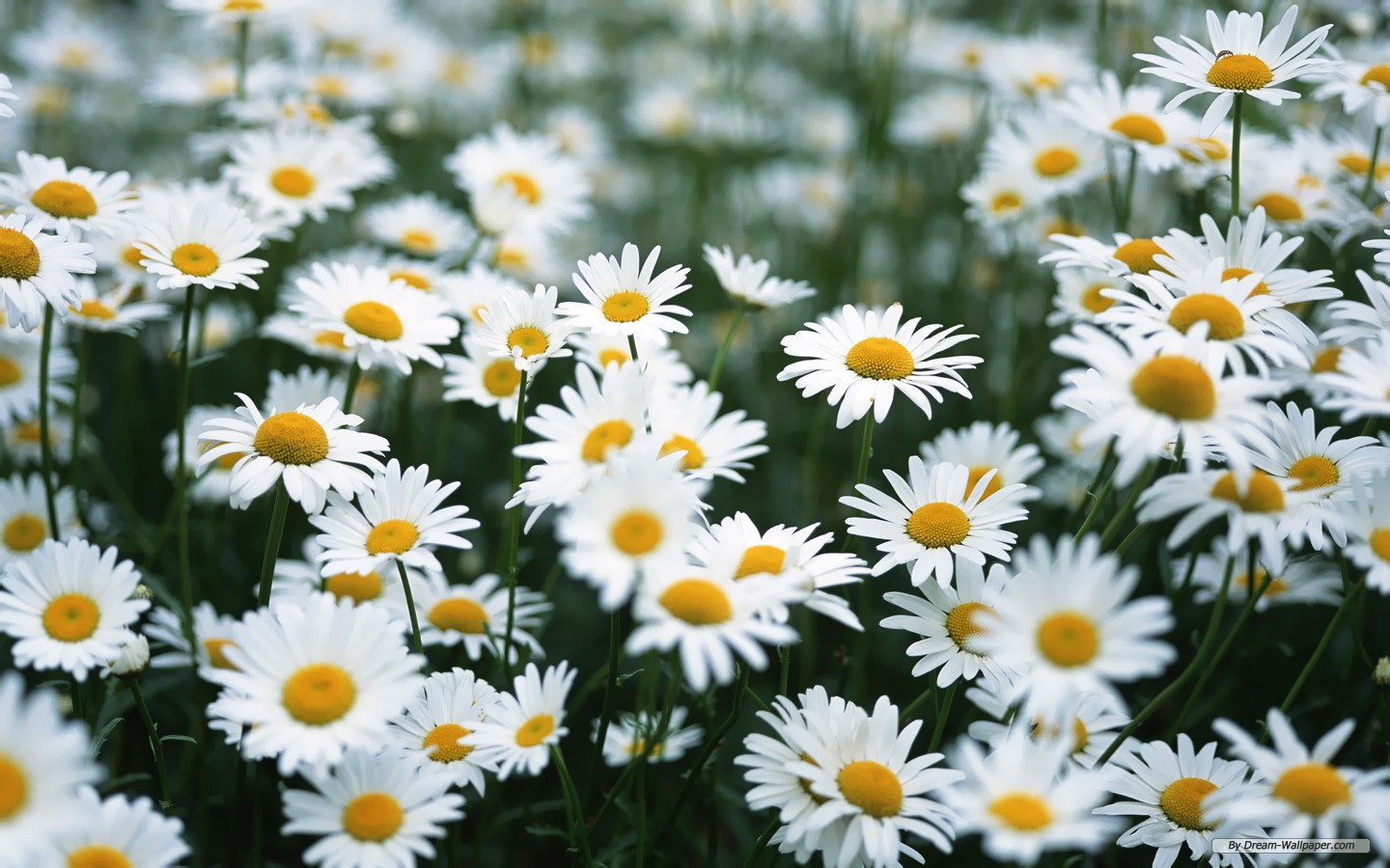 The meaning of the dream in which you saw «Daisy»