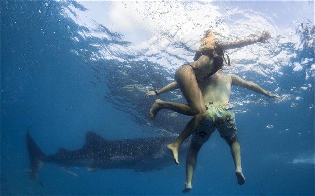 Whale shark 'enclosure' plans in Kenya 'flawed and misguided ...