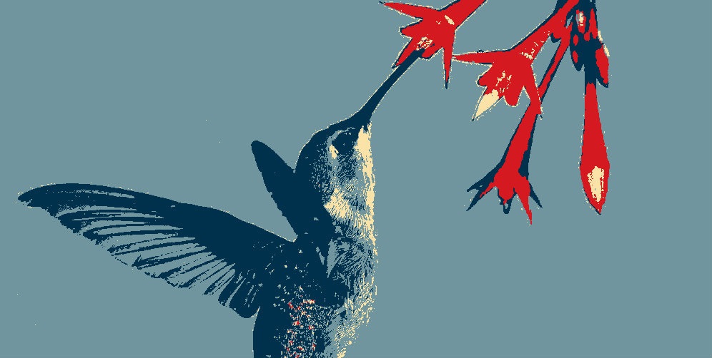 hummingbird-cartoon-JPEG.jpg