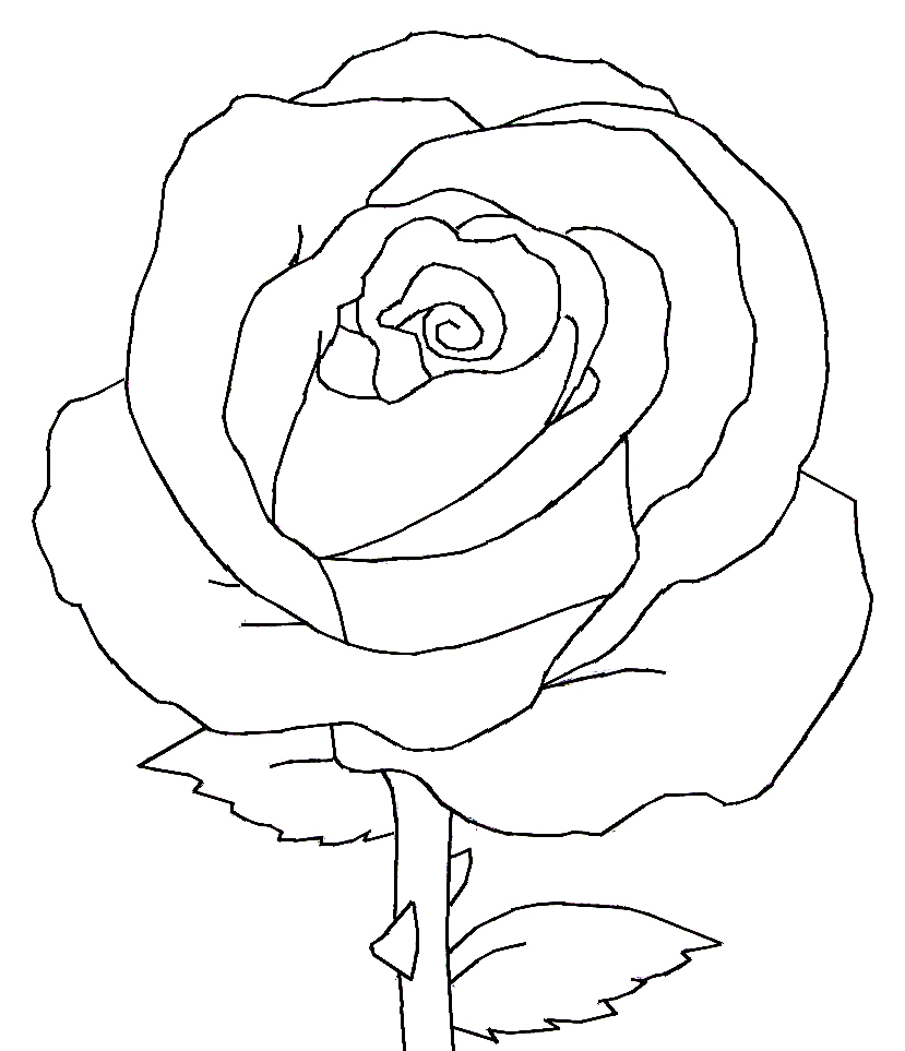Rose drawing outline - guluranch