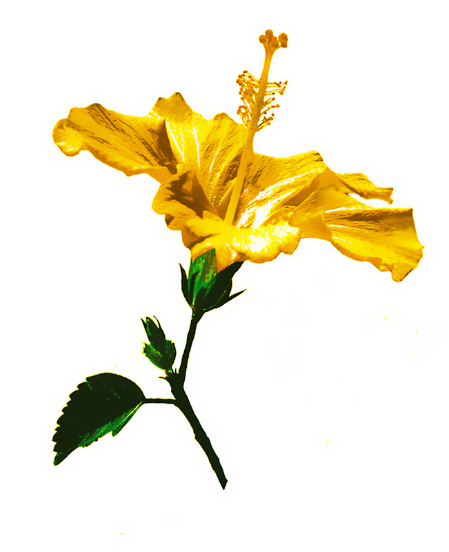 Flowers - Roger Bester's Dynamic Visual Expressions