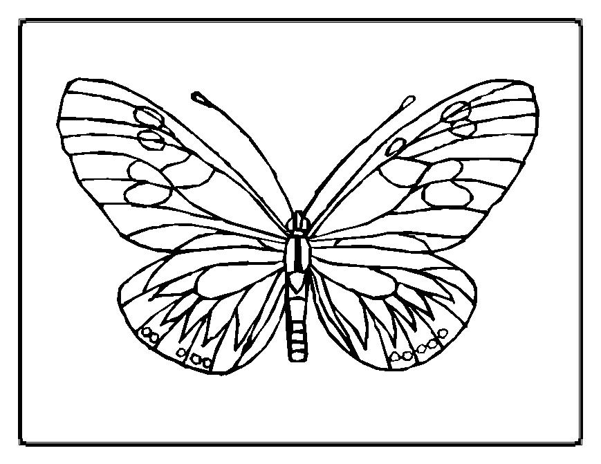 Butterfly Pictures To Color Images 6 HD Wallpapers | amagico.com
