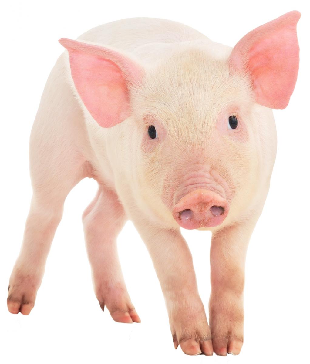 PIG IMPLANTS COULD DELIVER INSULIN TO PEOPLE WITH DIABETES | SDClinic