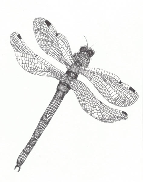 Dragonfly drawings « Abigail Edwards