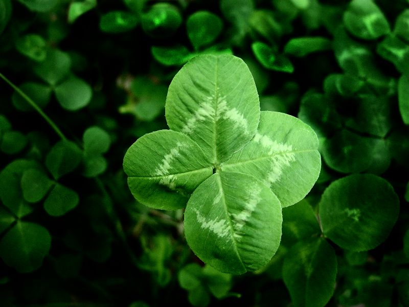 4 Leaf Clover Fragrance Oil - Zen DesignsZen Designs
