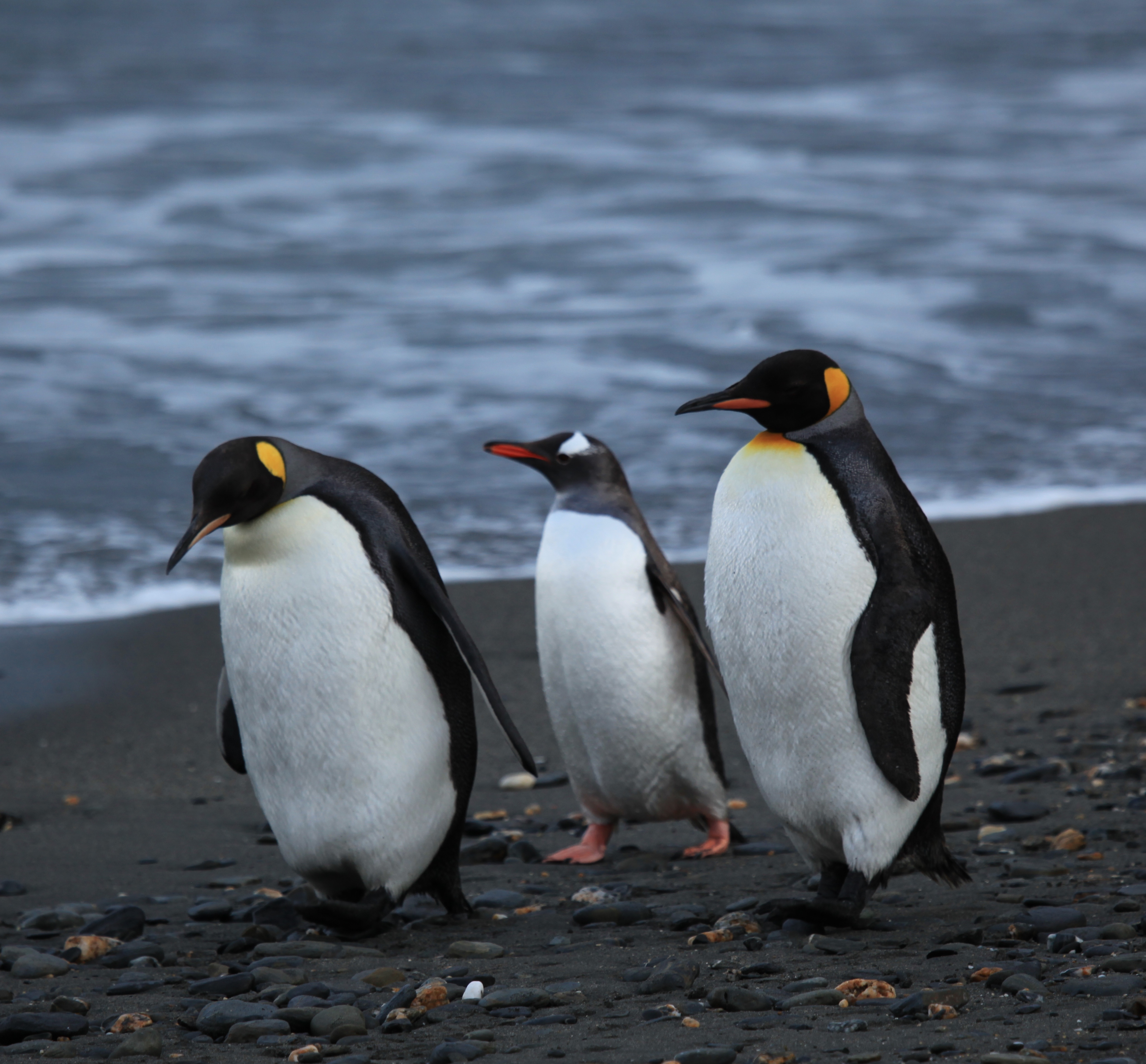 File:Penguins walking -Moltke Harbour, South Georgia, British ...