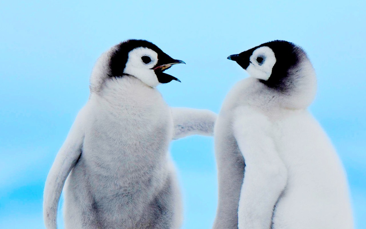 6783793-cute-baby-penguins.jpg
