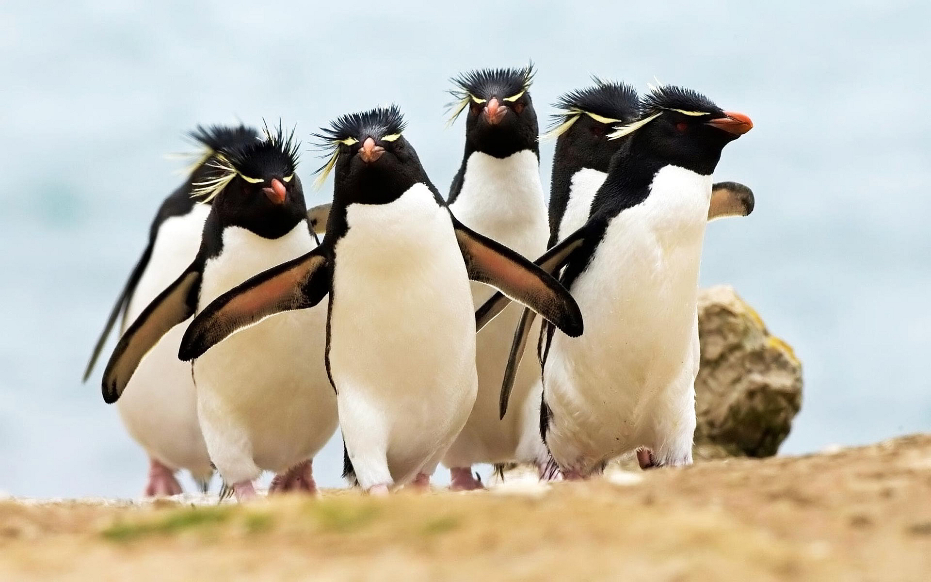Rockhopper penguins #6991275