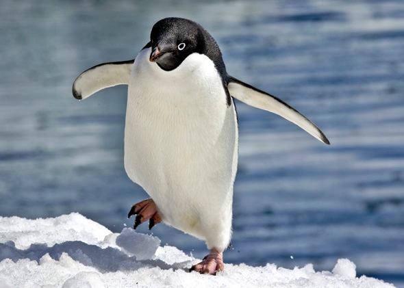 Sea otter, dolphin, and penguin behavior: Your favorite animals ...