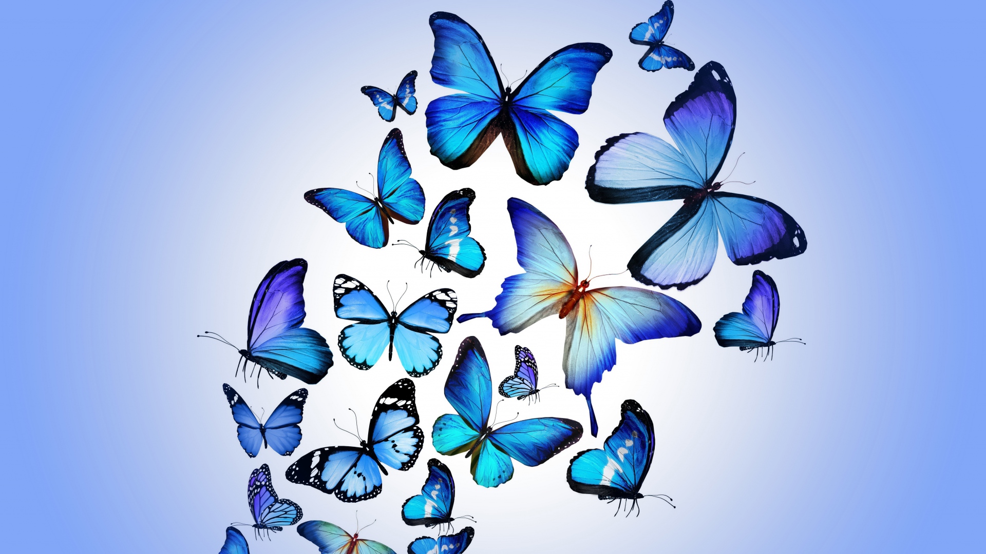 blue butterfly Wallpaper