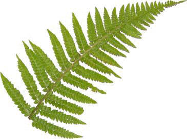 Examples of fractals in nature. hd fractals