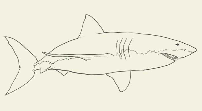How to draw shark | drawing and digital painting tutorials online