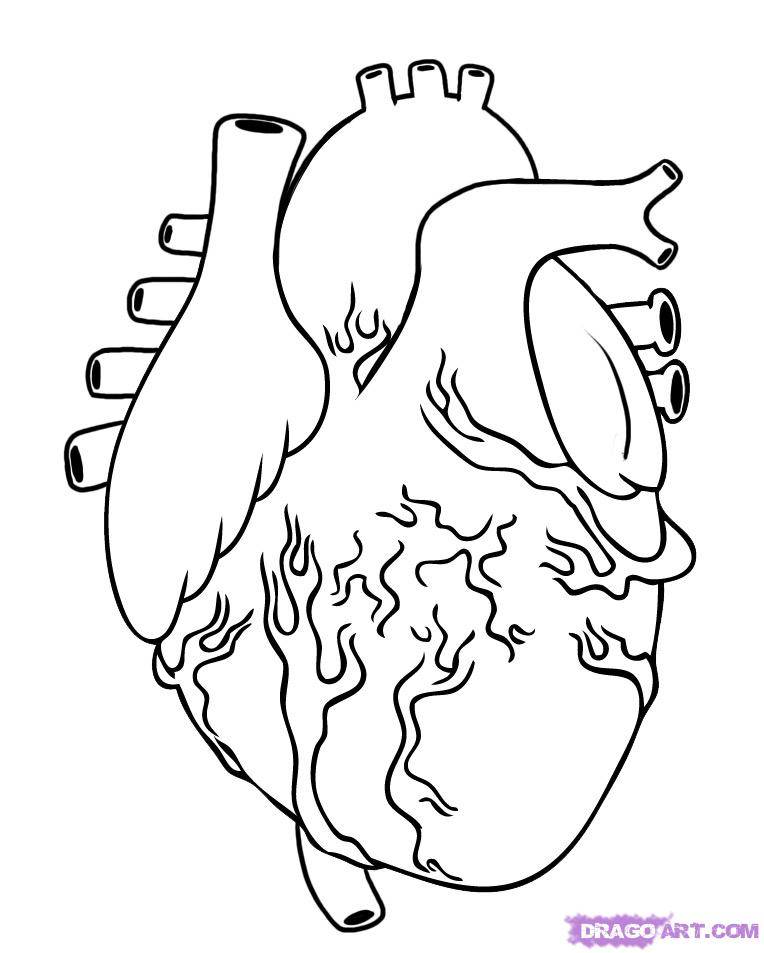 Pencil_drawing_human_heart.jpg - Cliparts.co