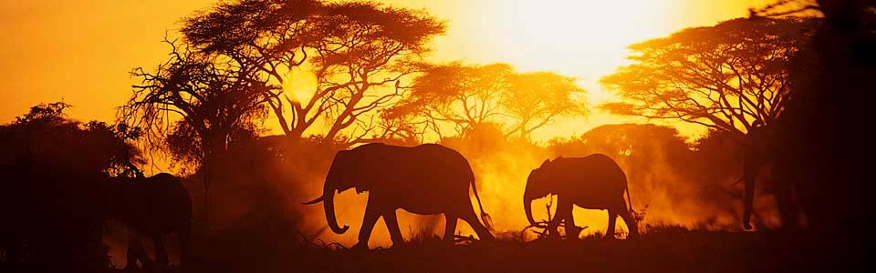 40 Interesting Africa Facts | Africa Facts
