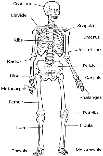 Human Skeleton Diagram For Kids - Health, Medicine and Anatomy ...