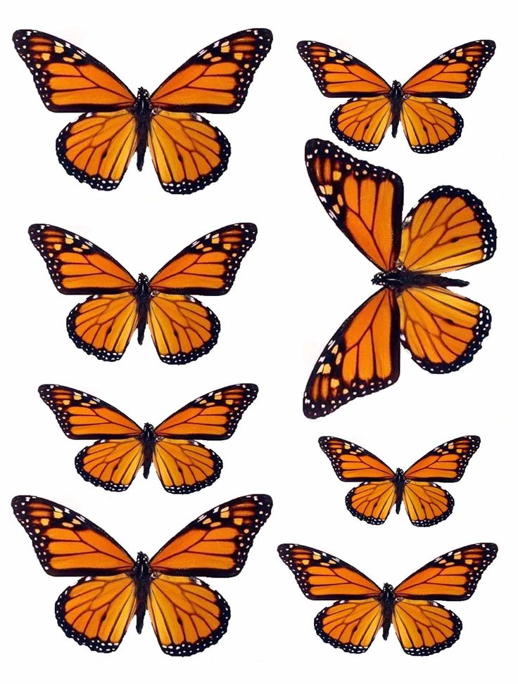 Pin by Breanna Gant on BUTTERFLY IMAGES AND CLIPART | Pinterest