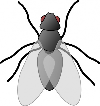 Fly Bug Insect clip art - Download free Other vectors