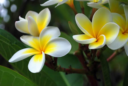 frangipani-flowers.jpg