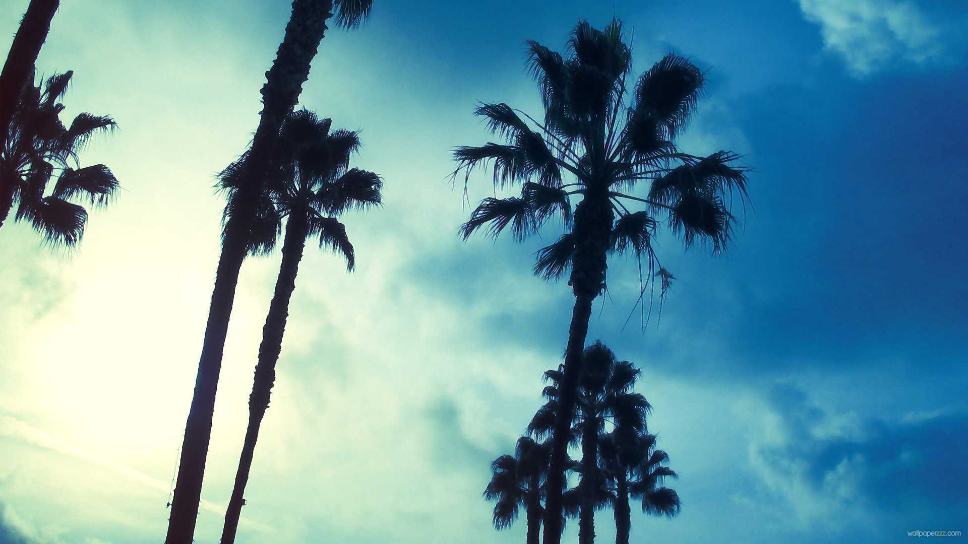 Background wallpaper - 593872 Palm Trees