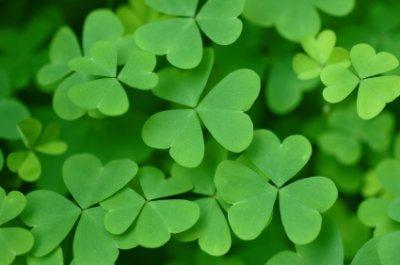 7866-400x265-Shamrocks.jpg