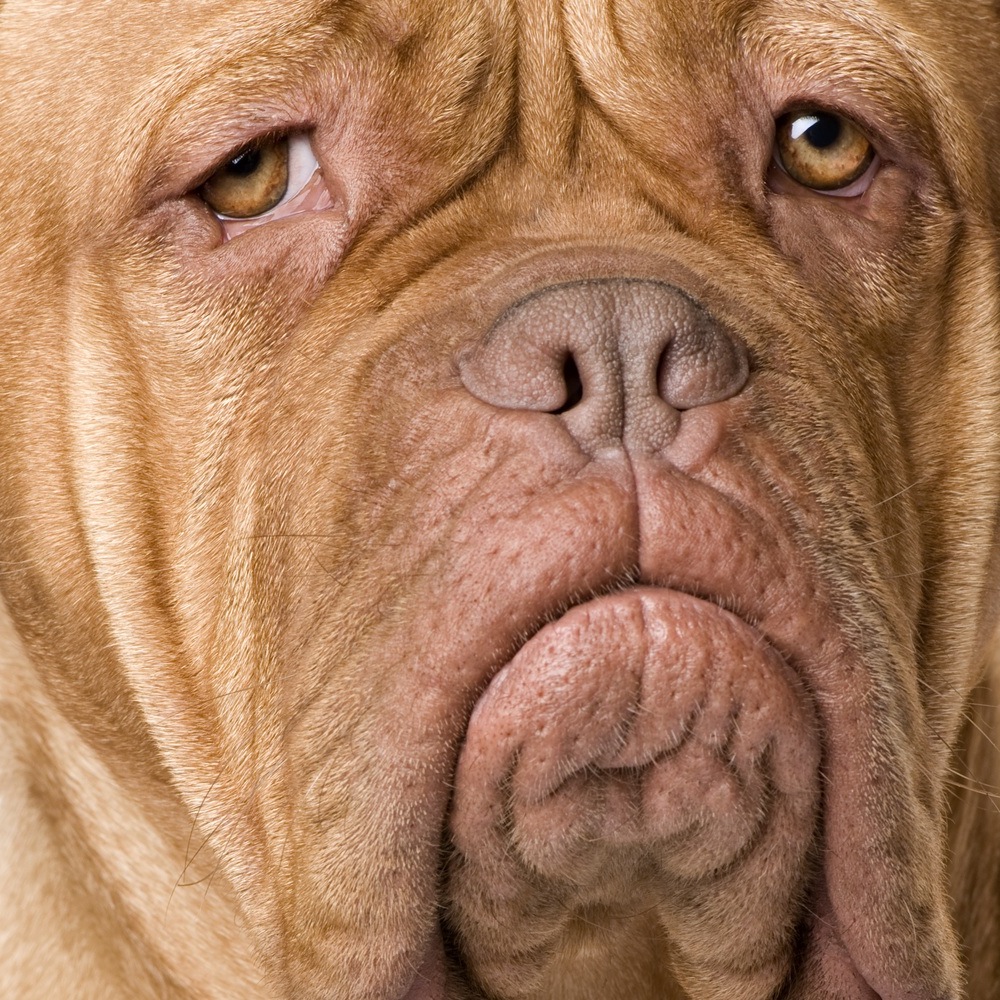 Sad face Dogue de Bordeaux photo and wallpaper. Beautiful Sad face ...
