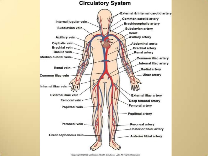 Circulatory system