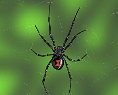 Online Pest ControlWhat You Need to Know about the Black Widow ...