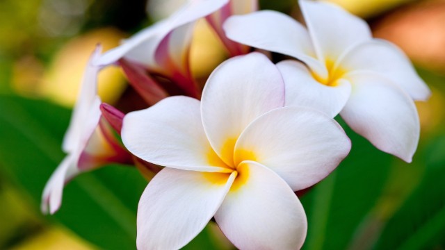 Hawaiian-Flowers-640x360.jpg