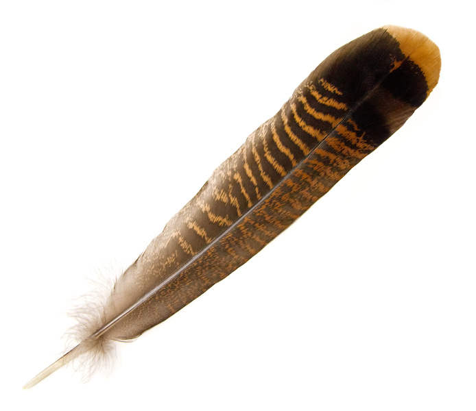 My First Feather… | Mariel Davenport