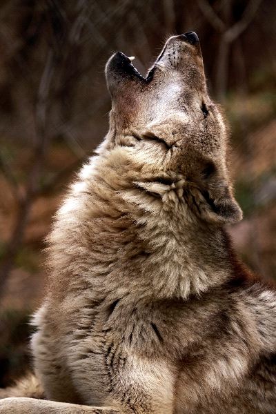 A Close Up Of An Adult Wolf Howling - Wolf Facts and Information
