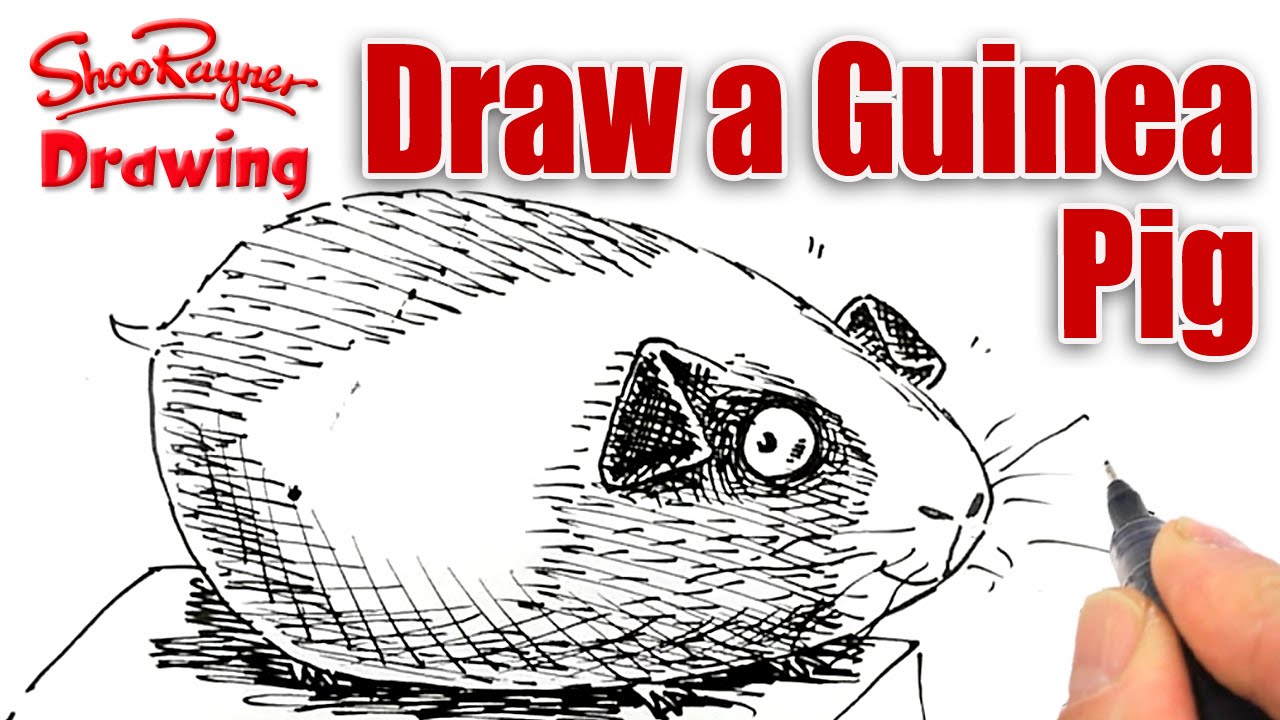 How to draw a cartoon Guinea Pig - Spoken Tutorial - YouTube