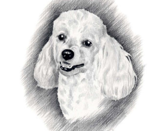 poodle drawing – Etsy